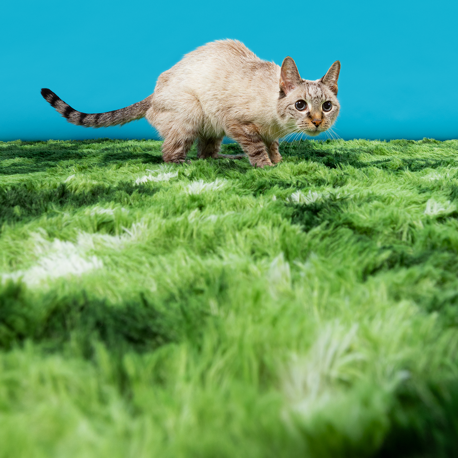 2606_260627_PetPortraits29999_4x5.png