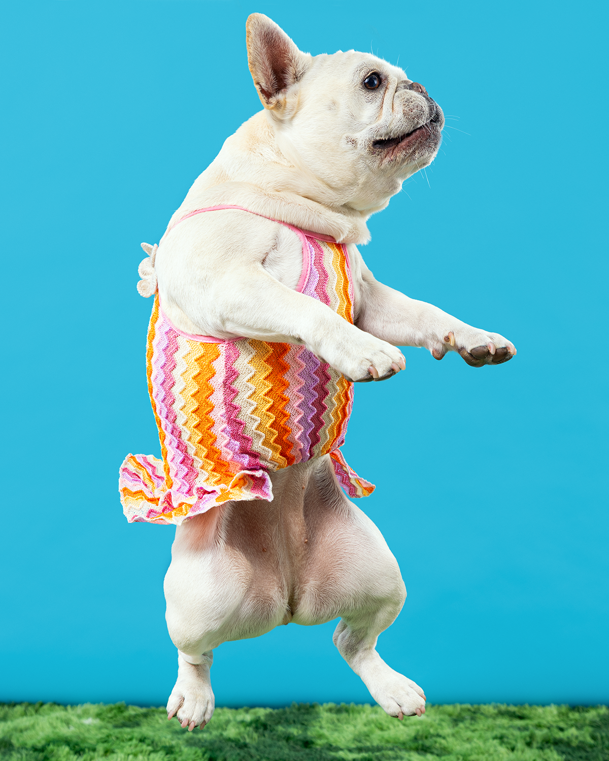 2606_260627_PetPortraits30509_4x5.png