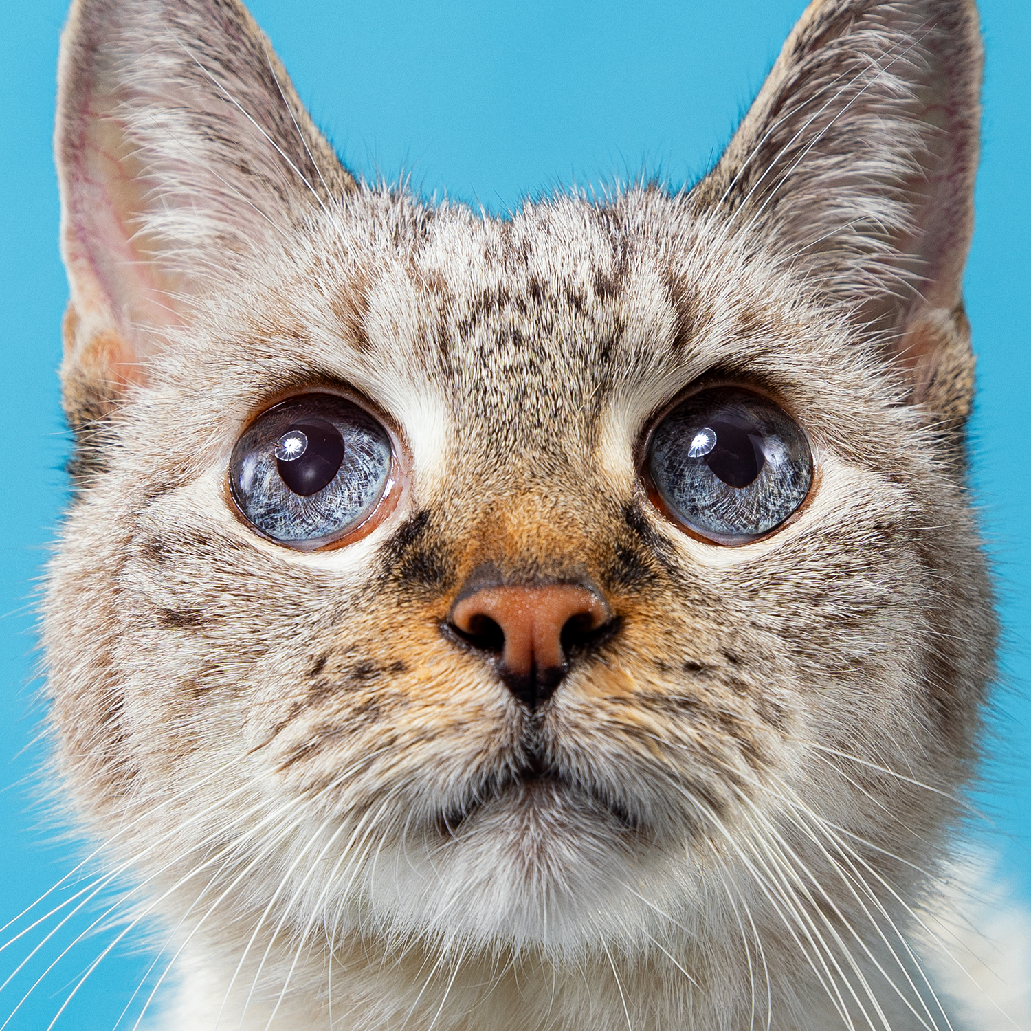 2606_260627_PetPortraits29647.png