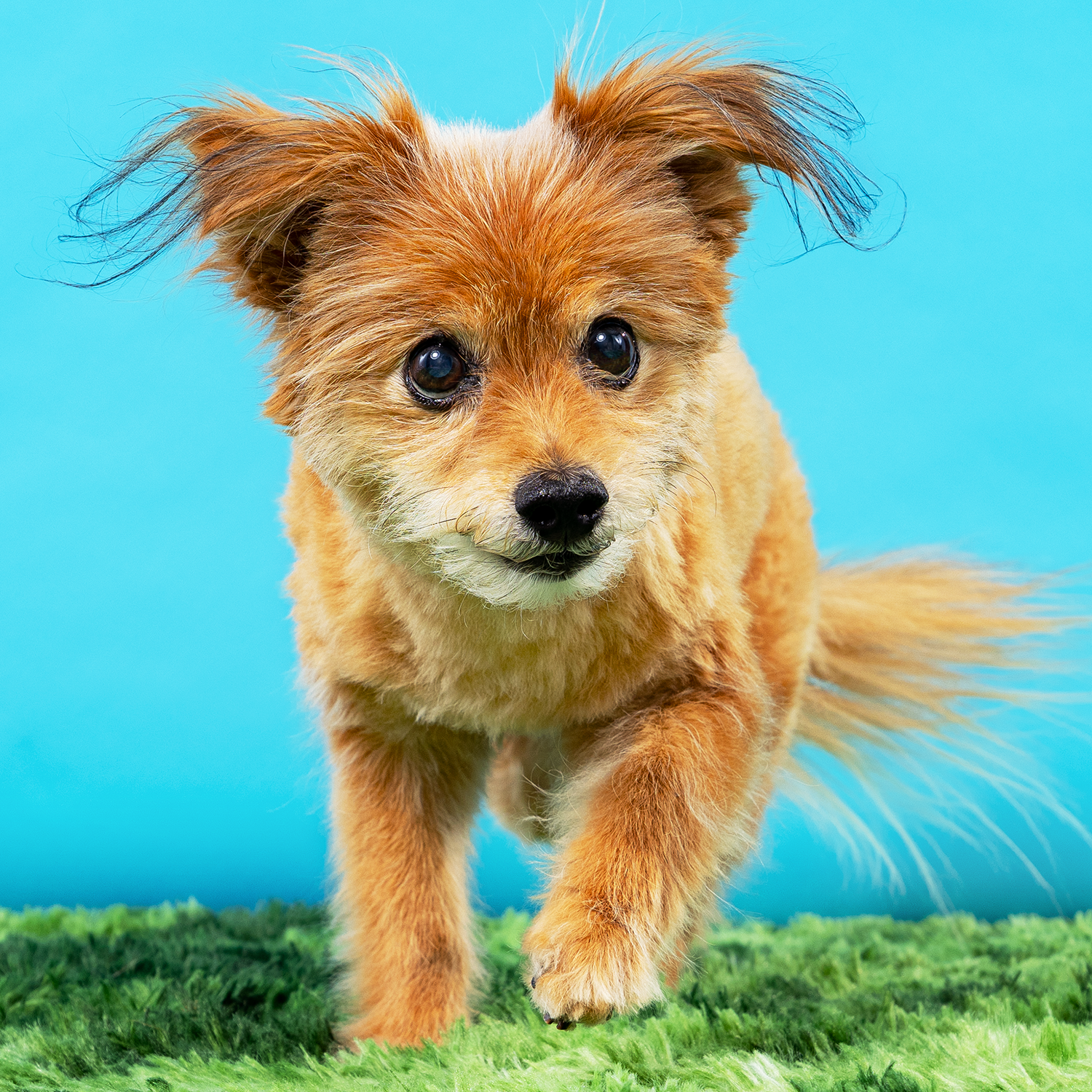 2606_260627_PetPortraits31401.png