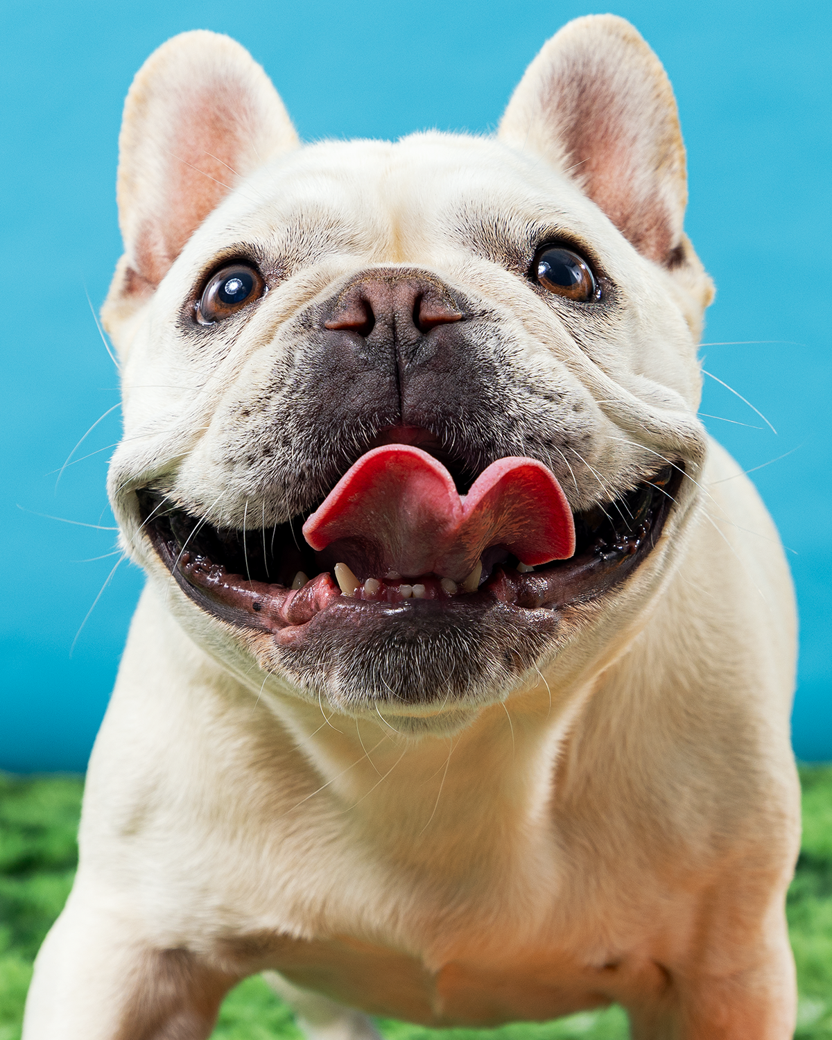 2606_260627_PetPortraits30683.png