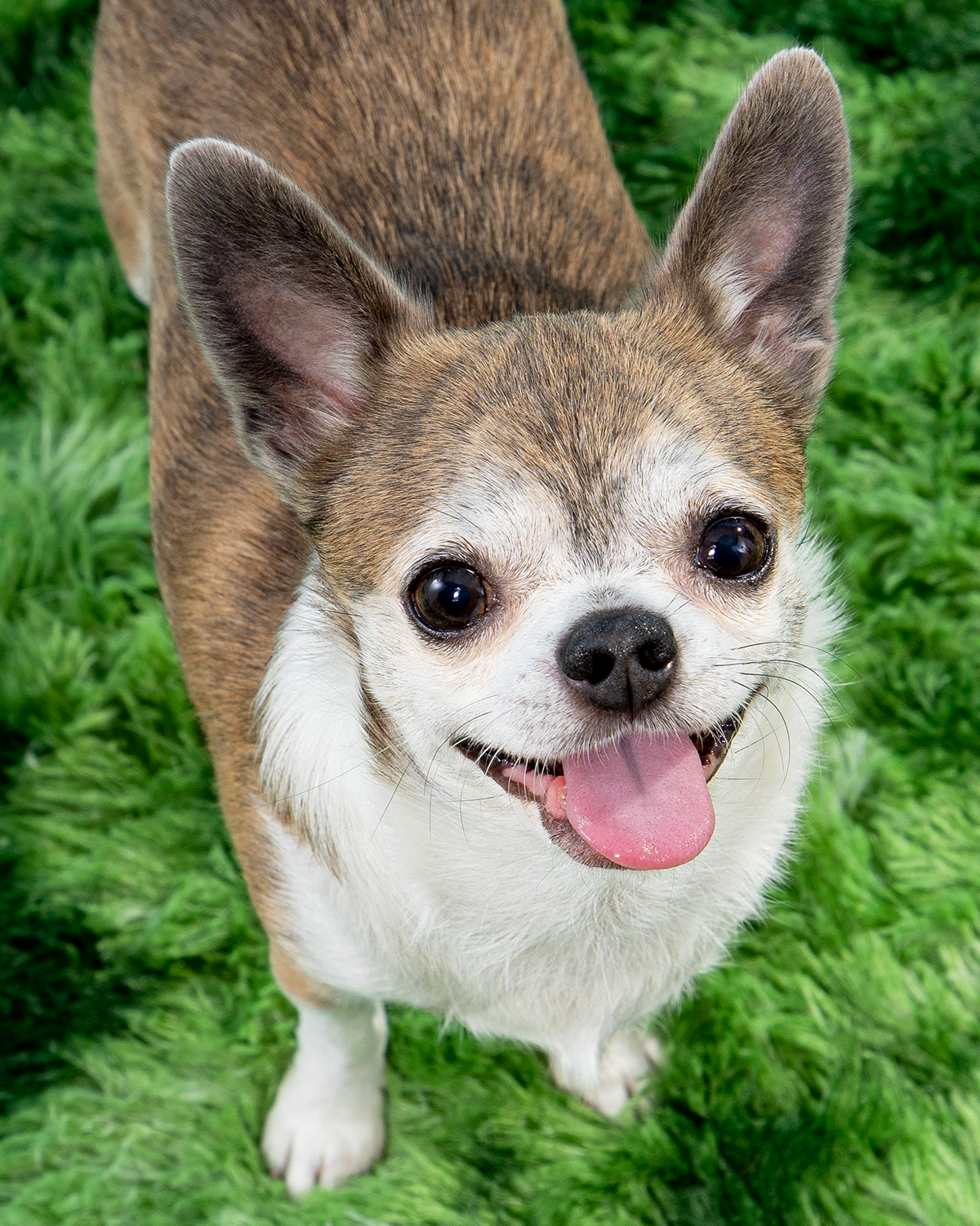 2606_260627_PetPortraits29385_4x5.png