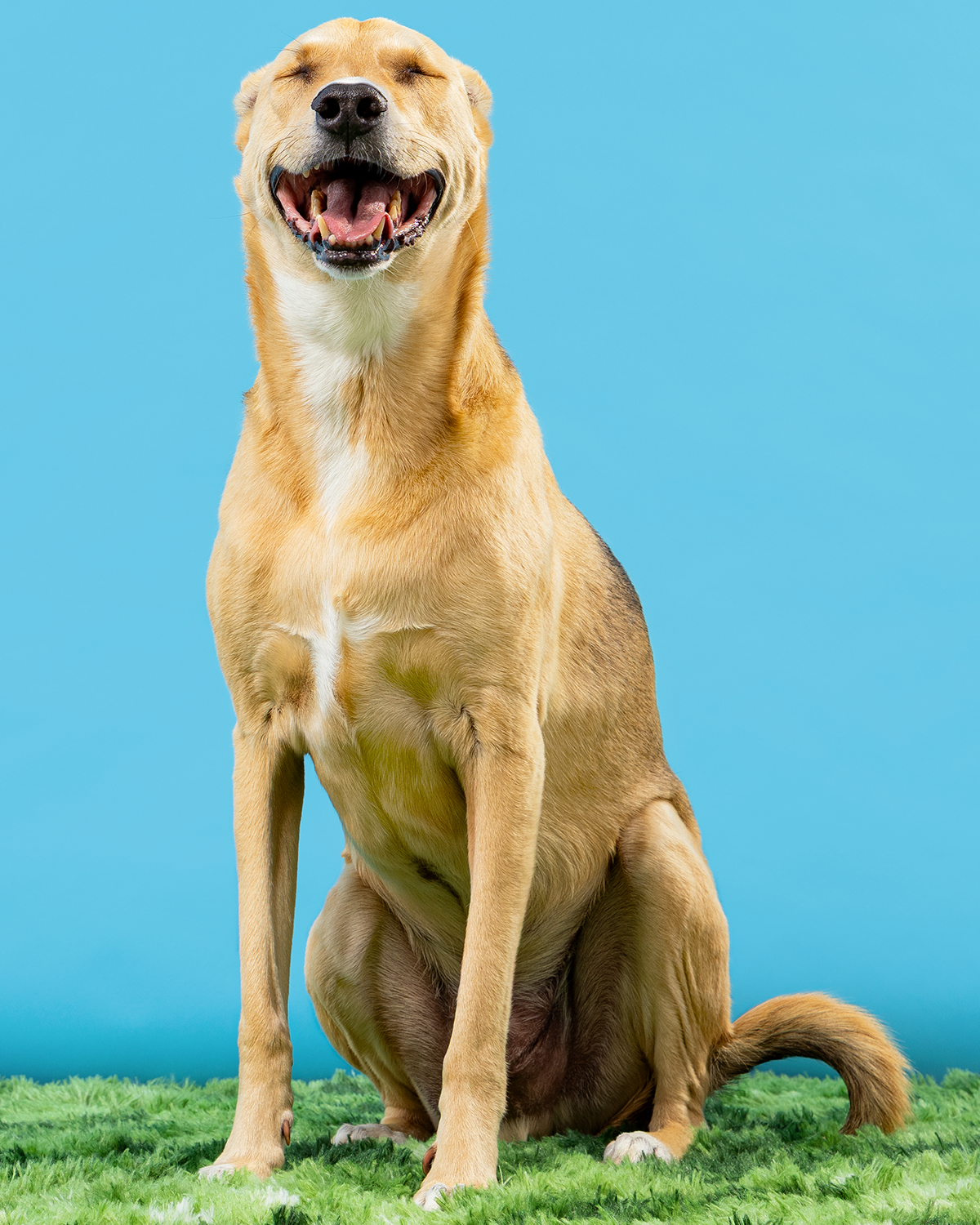2606_260627_PetPortraits30337_4x5.png