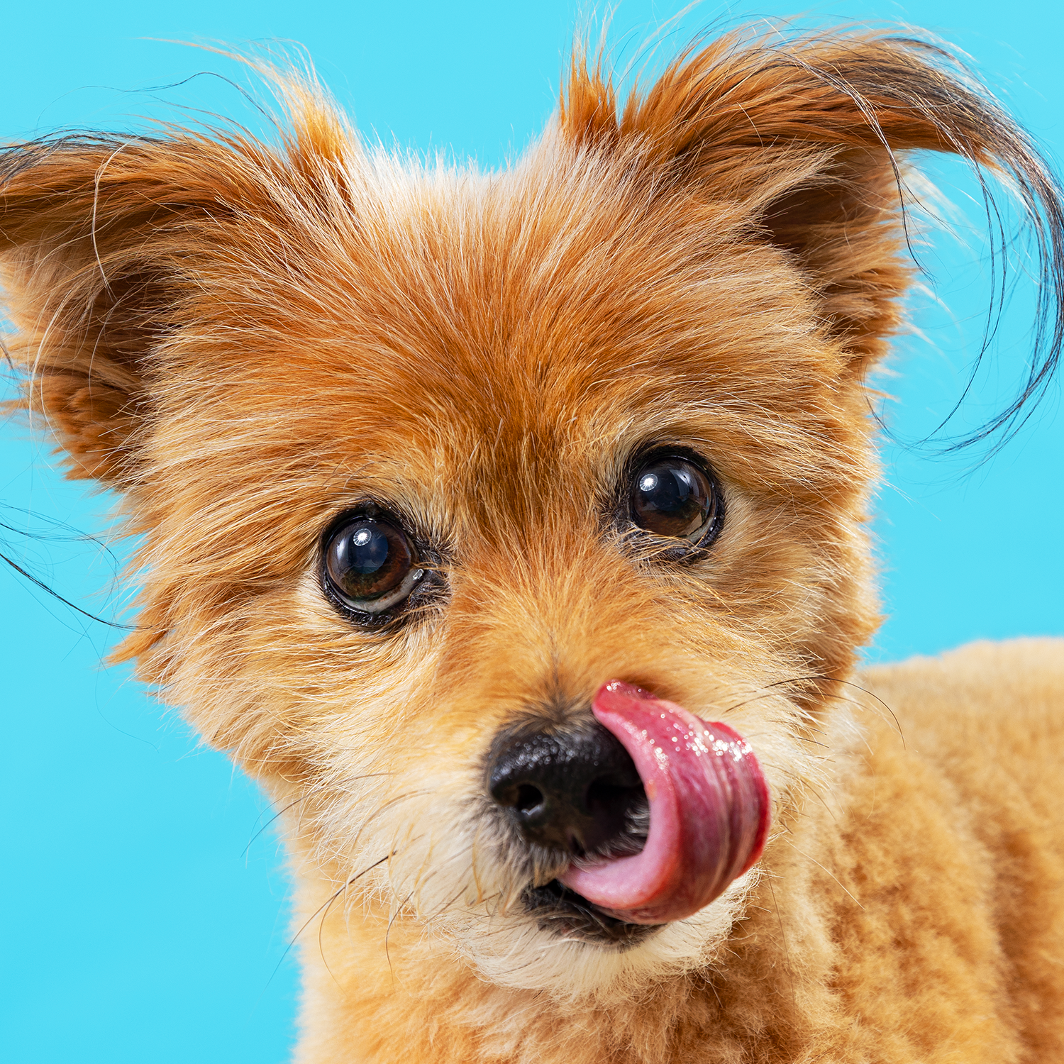 2606_260627_PetPortraits31323_1x1-2.png