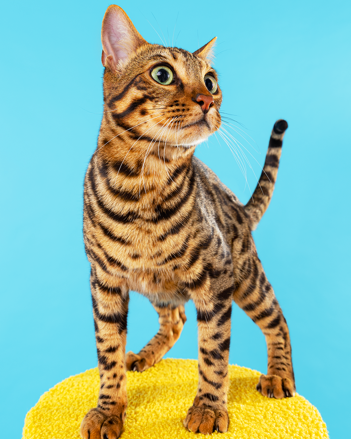 2606_260627_PetPortraits31525_4x5.png