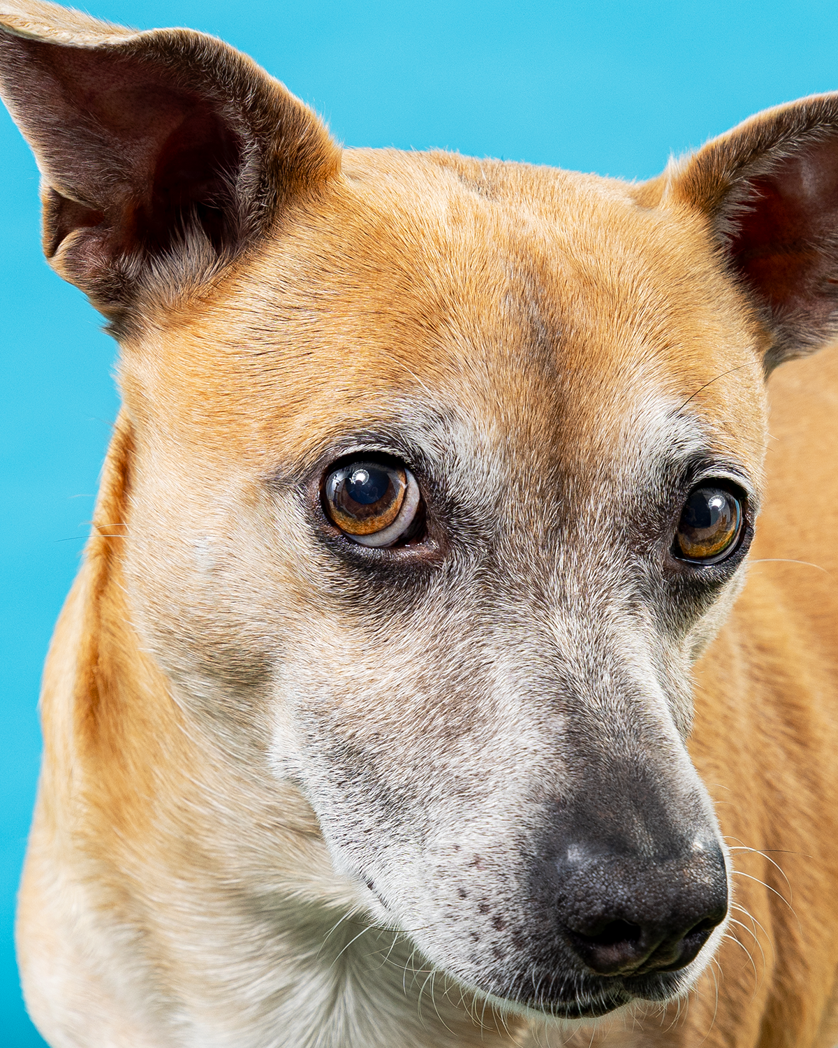 2606_260627_PetPortraits30361_4x5.png