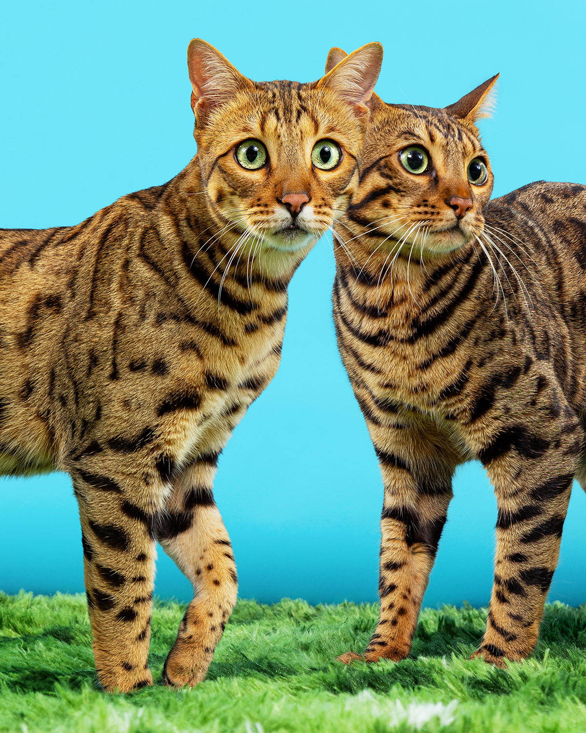 2606_260627_PetPortraits31565_4x5.png