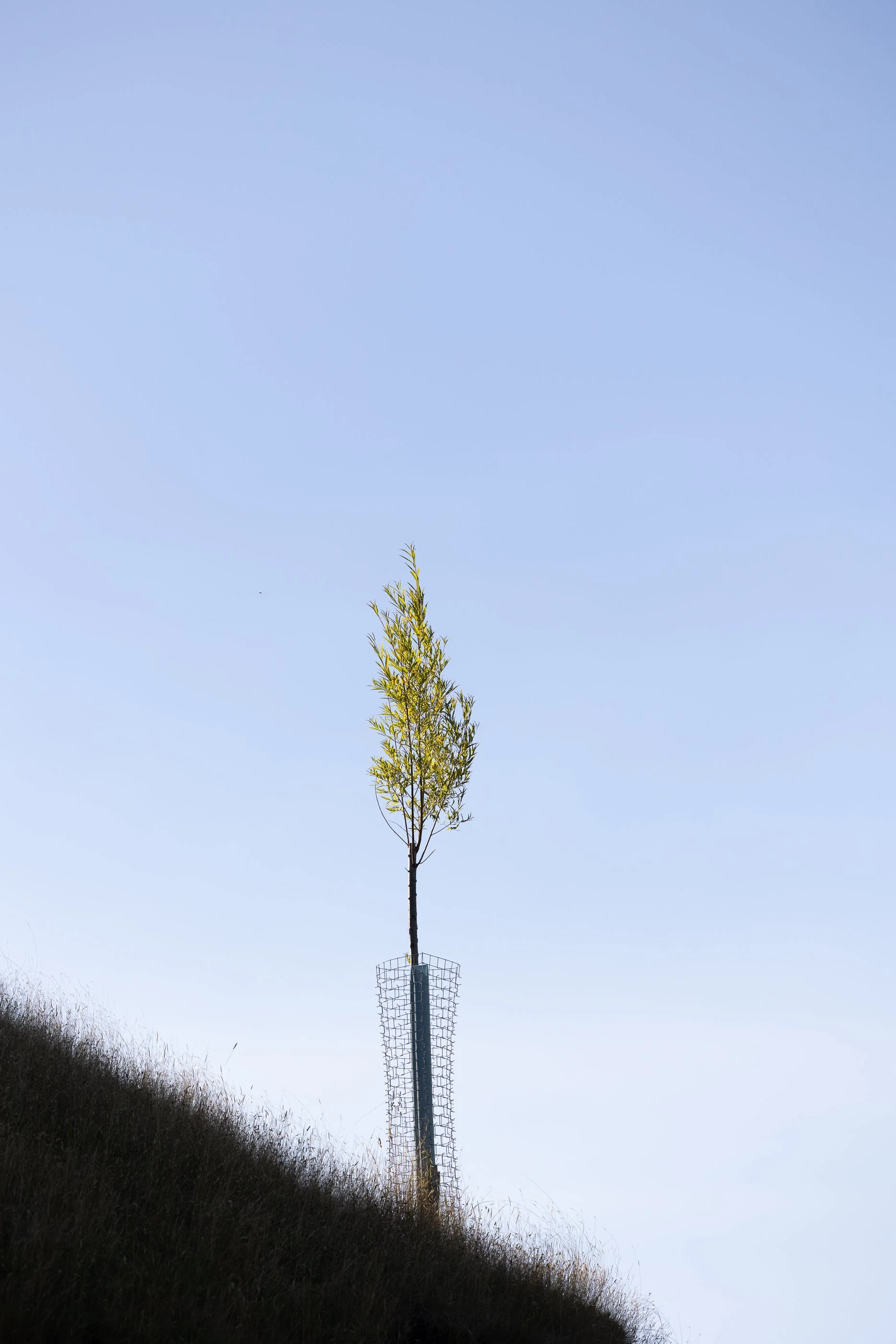 Tree Guards are sustainable, reusable galvanised steel protection system for young new planting and trees for erosion control, livestock grazing and shade