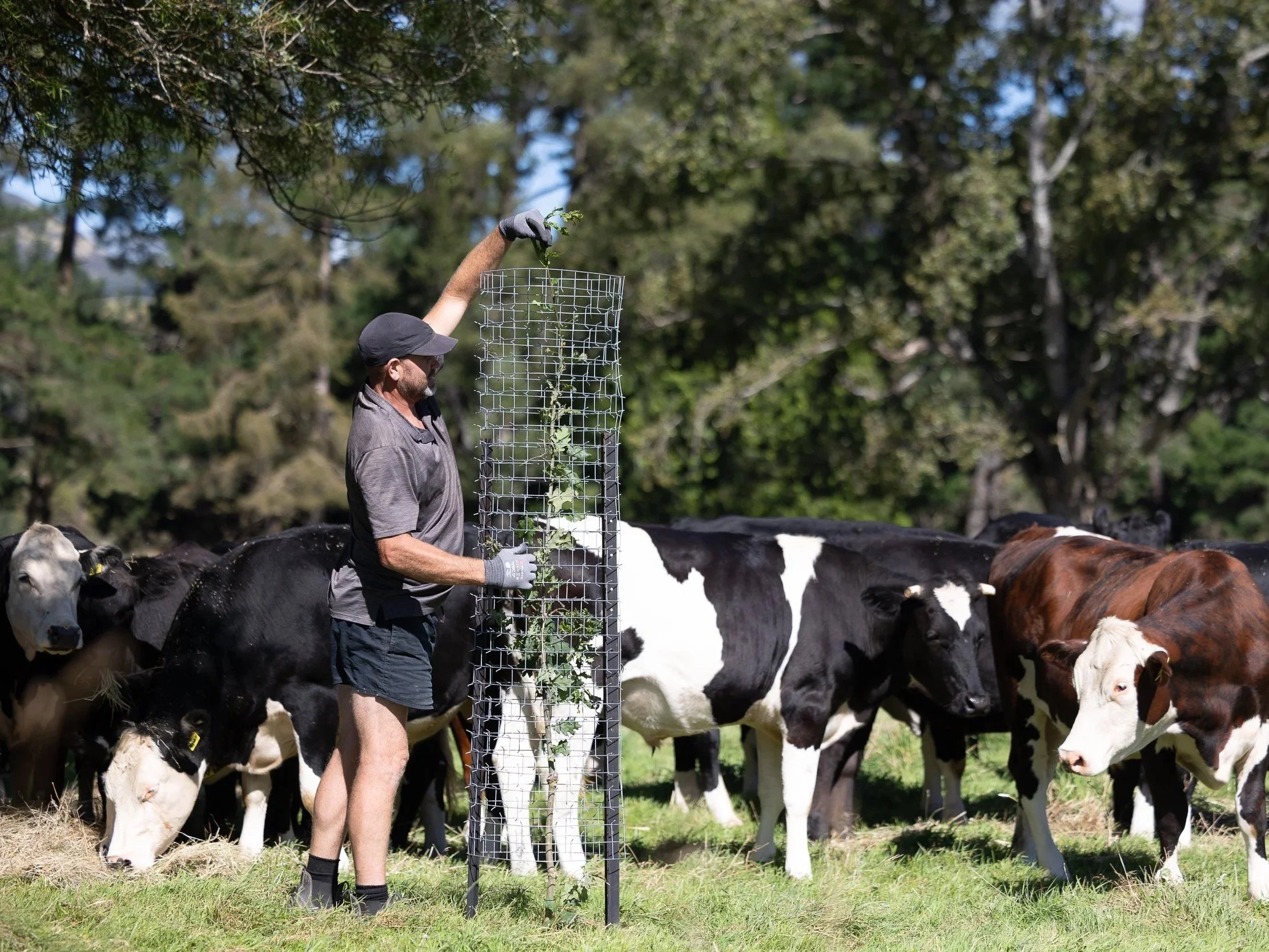 Tree Guards are a patented, reusable and sustainable product made from galvanised steel and protect trees from animals eating them