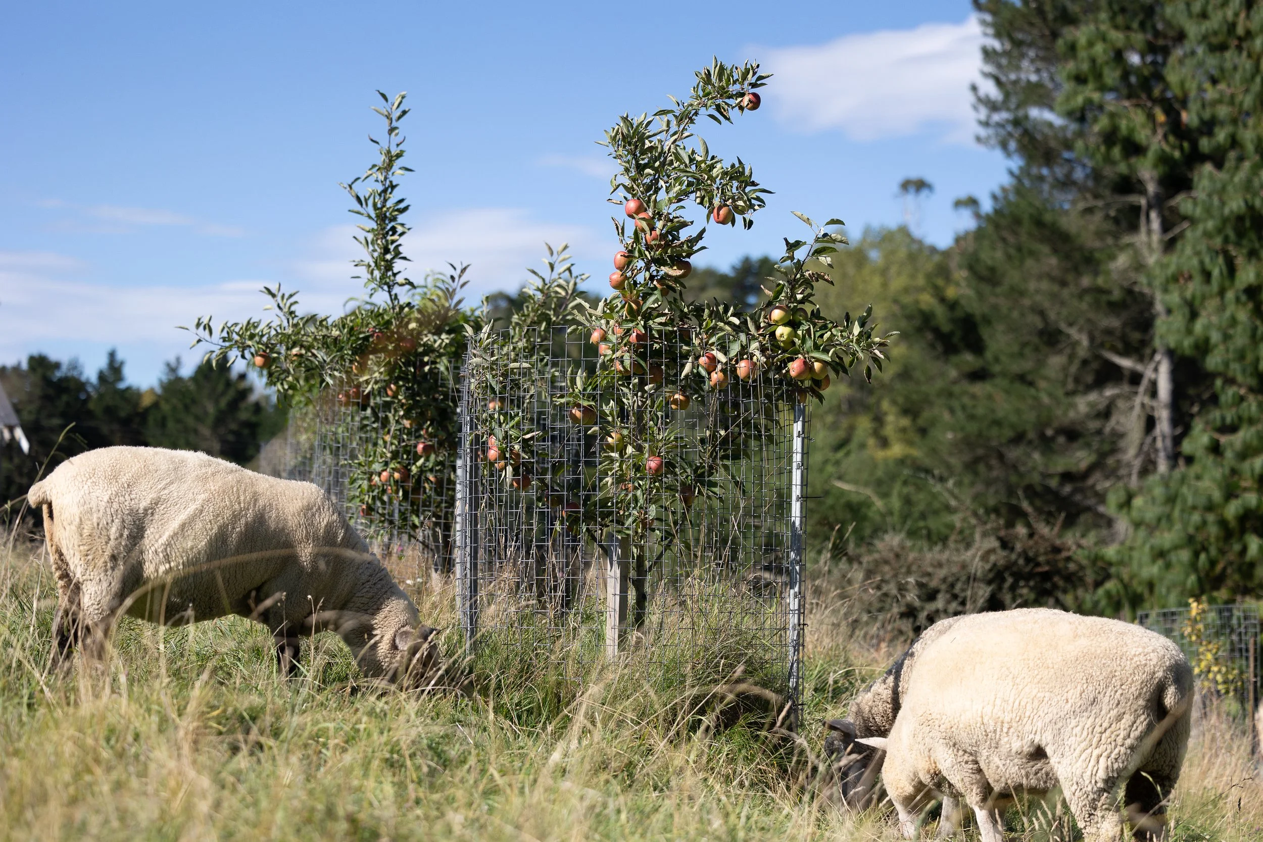 Tree Guards NZ
