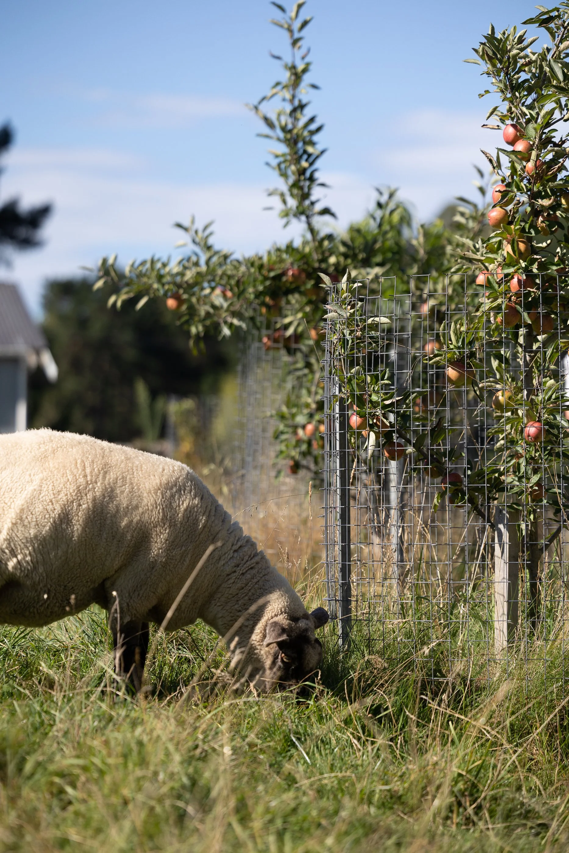 Tree.Guards.nz-076.jpg