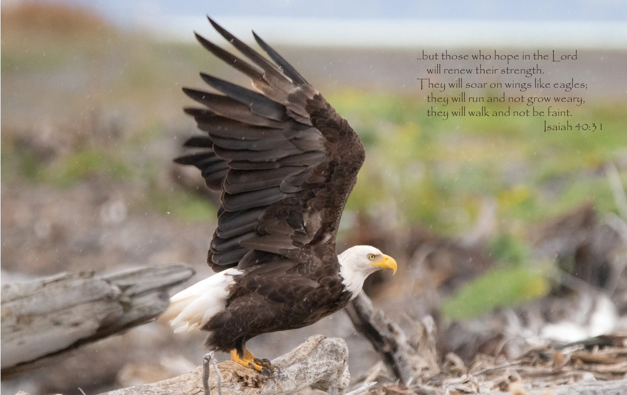 Eagle with Isaiah 40.jpg