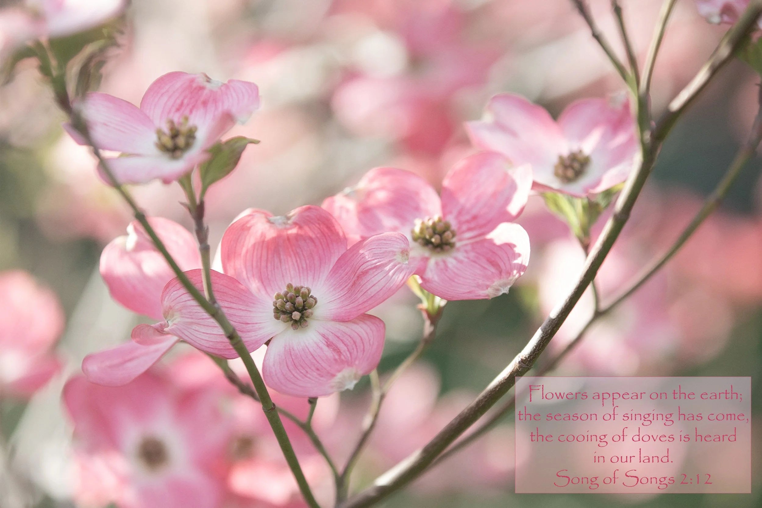 Dogwood, Song of Songs.jpg