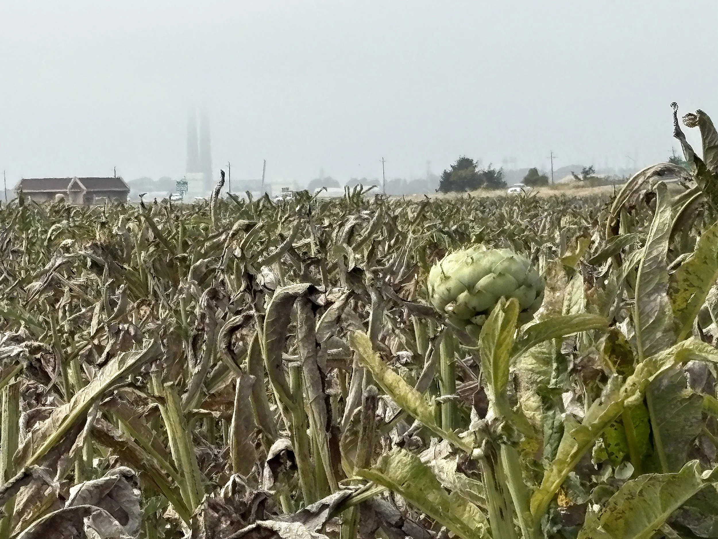 Castroville, California