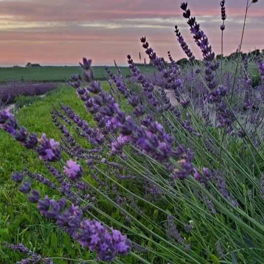 Full Blue Micromoon Flowing Yoga @ Gray Silo Lavender Farm