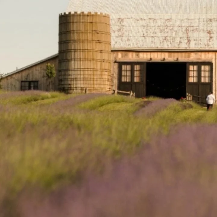 Yoga & Lavender @ Gray Silo Lavender Farm