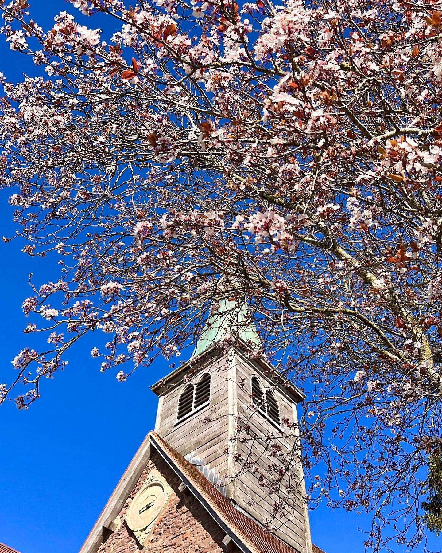 Spring blossom at St Mary&rsquo;s Church 🌸