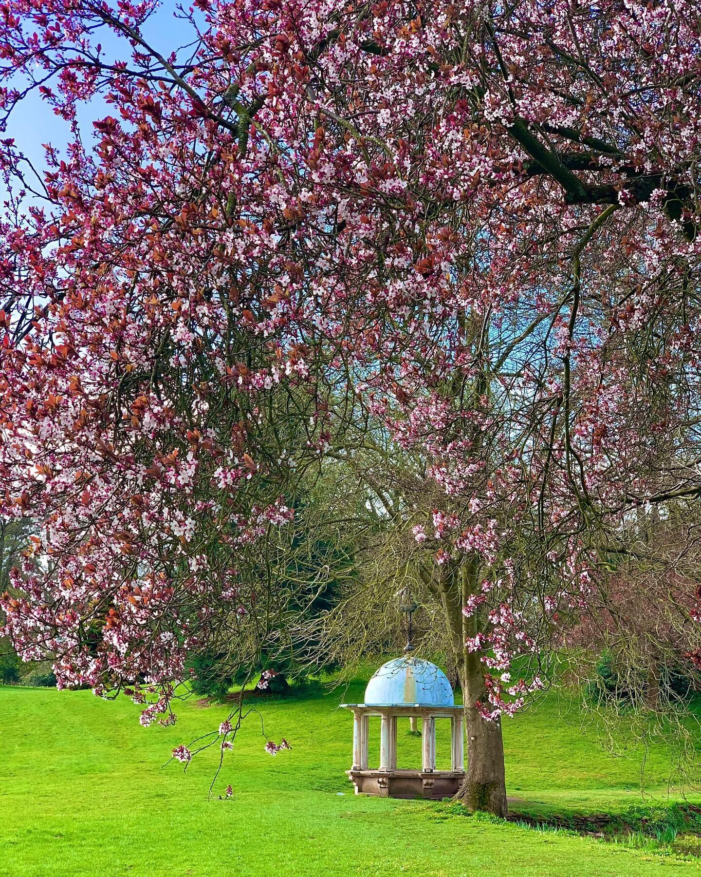 Spring at Kyre Park 🌸