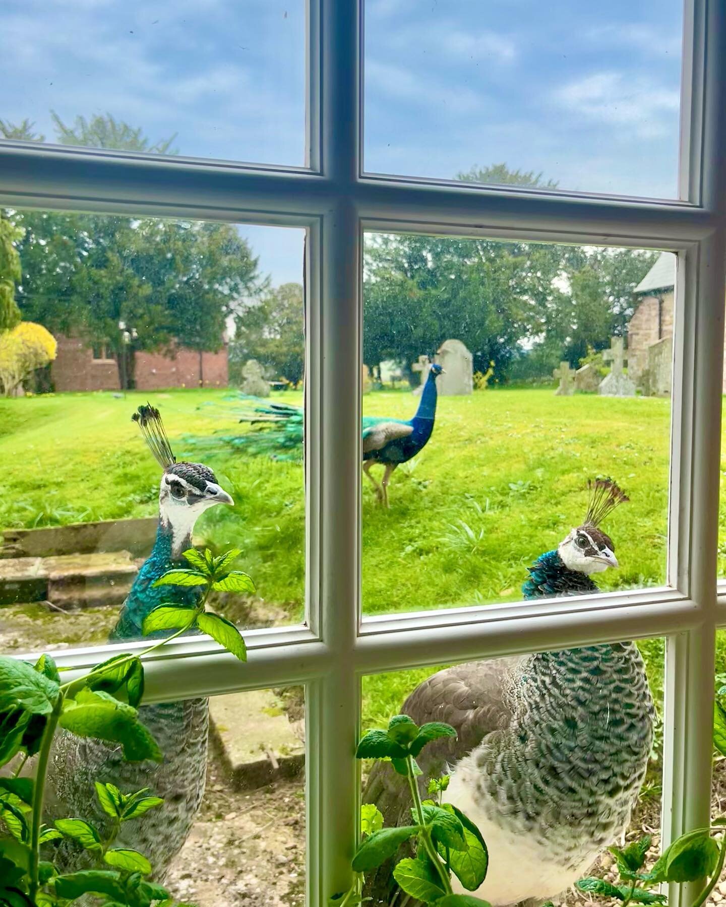 Our nosy residents waiting for their breakfast 🦚