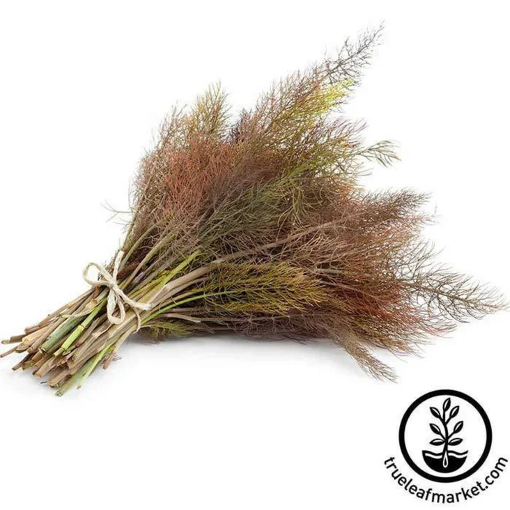 Bronze Fennel Herb.webp