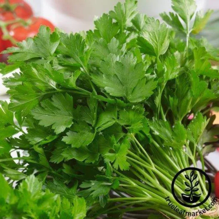 Parsley.webp