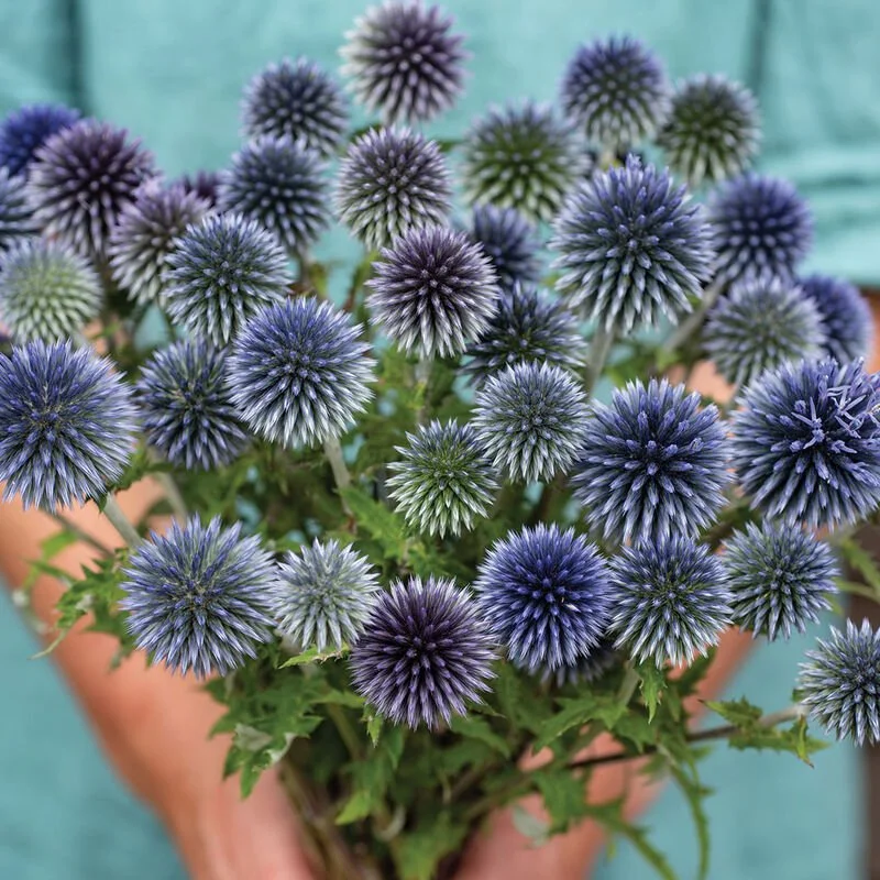 Echinops Ritro Plant Start