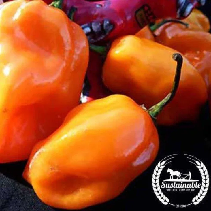 Habanero Pepper