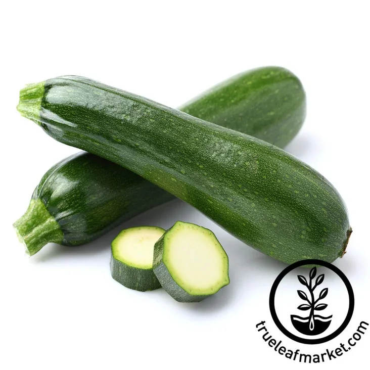 Zucchini Squash Plant Start