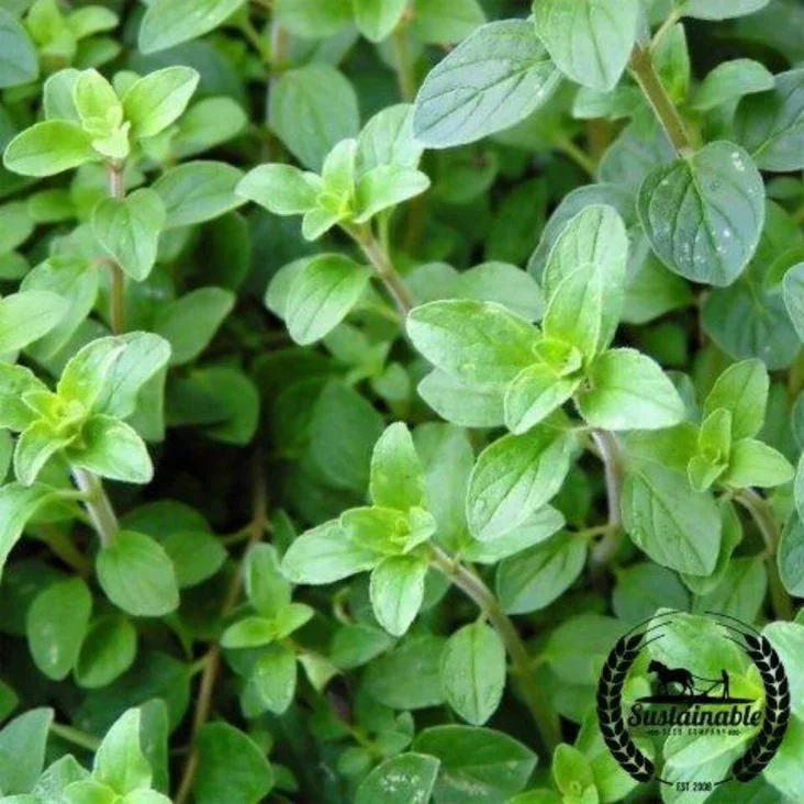 Italian Oregano.webp