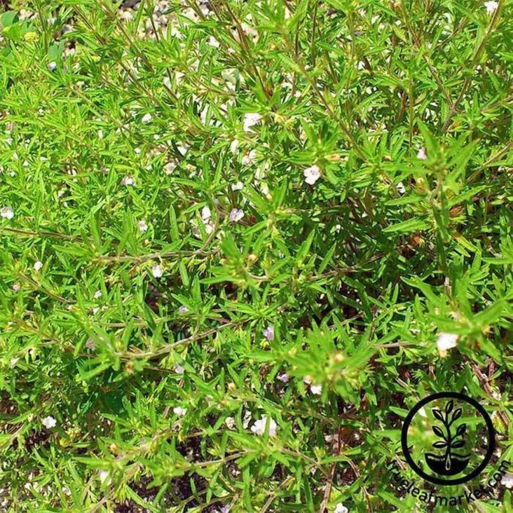 Savory Herb.webp