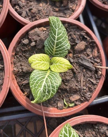 Fittonia Marble Green Plant Start