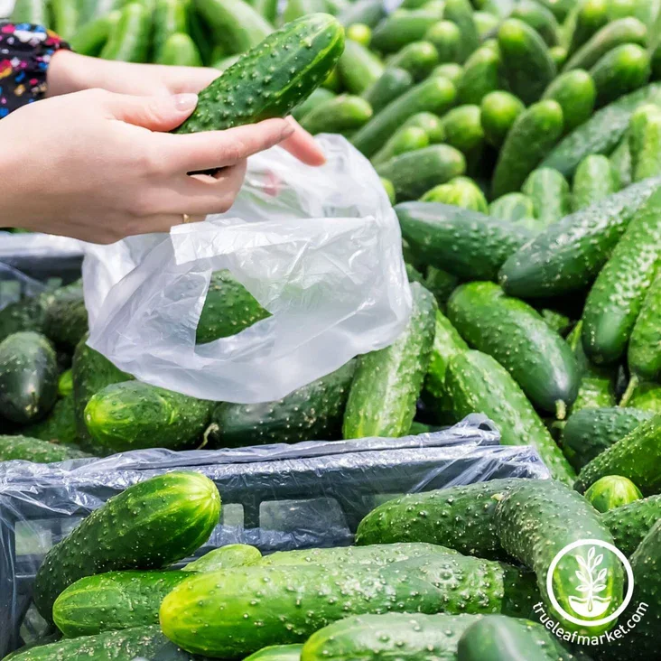 Marketmore Cucumber Plant Start