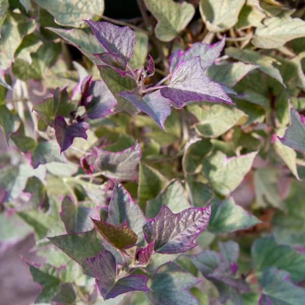 Sweet Potato Vine Tricolor.jpg