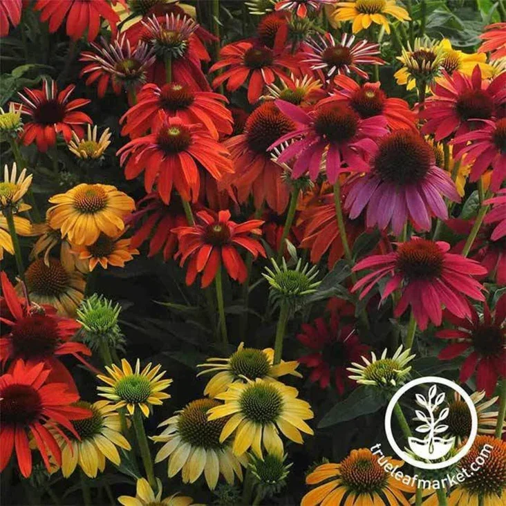 Cheyenne Spirit Echinacea Plant Start