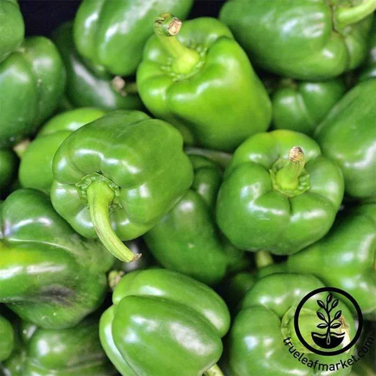 California Wonder Pepper.webp