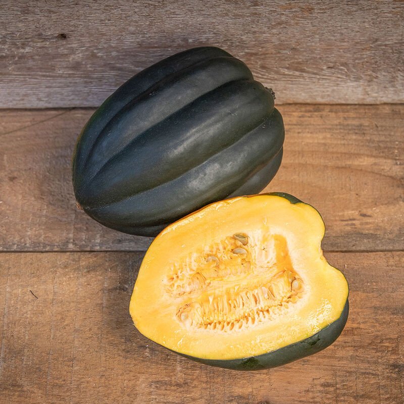 Table King Acorn Squash Plant Start