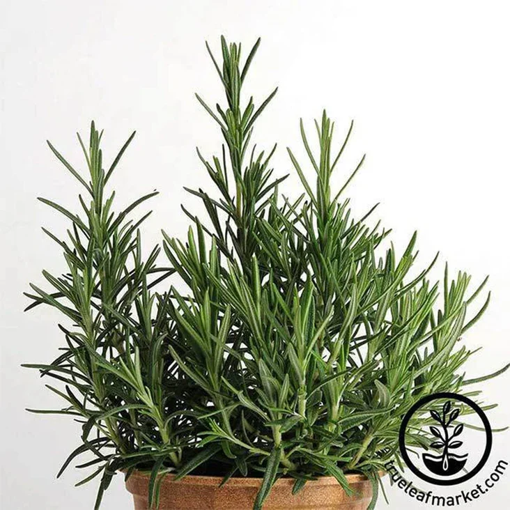 Rosemary Plant Start