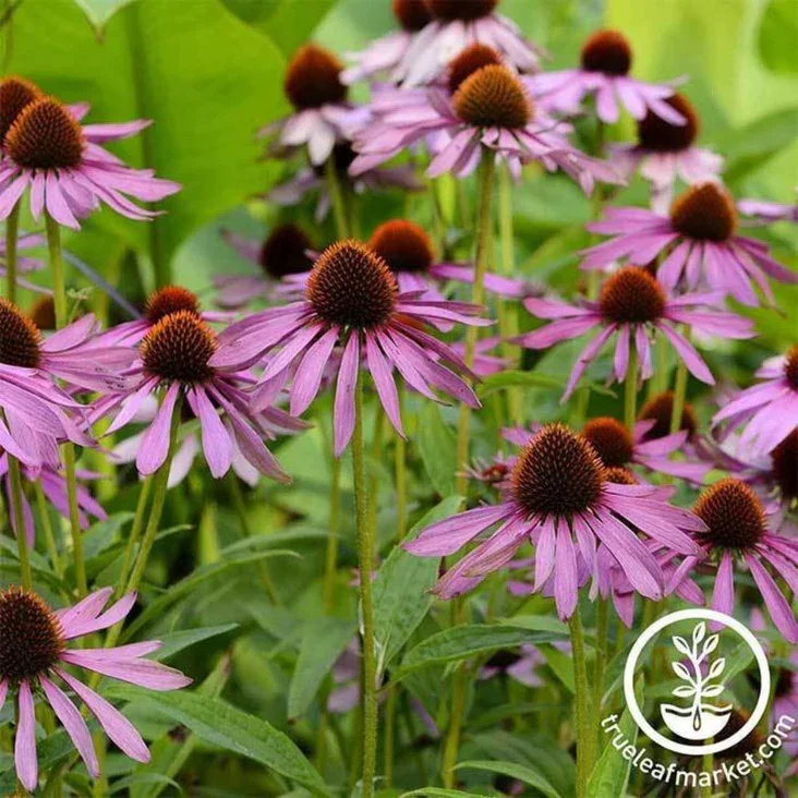 Purple Echinacea.webp