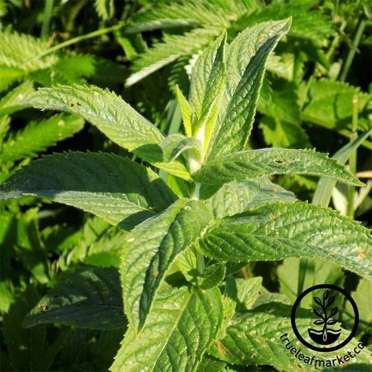 Spearmint Plant Start