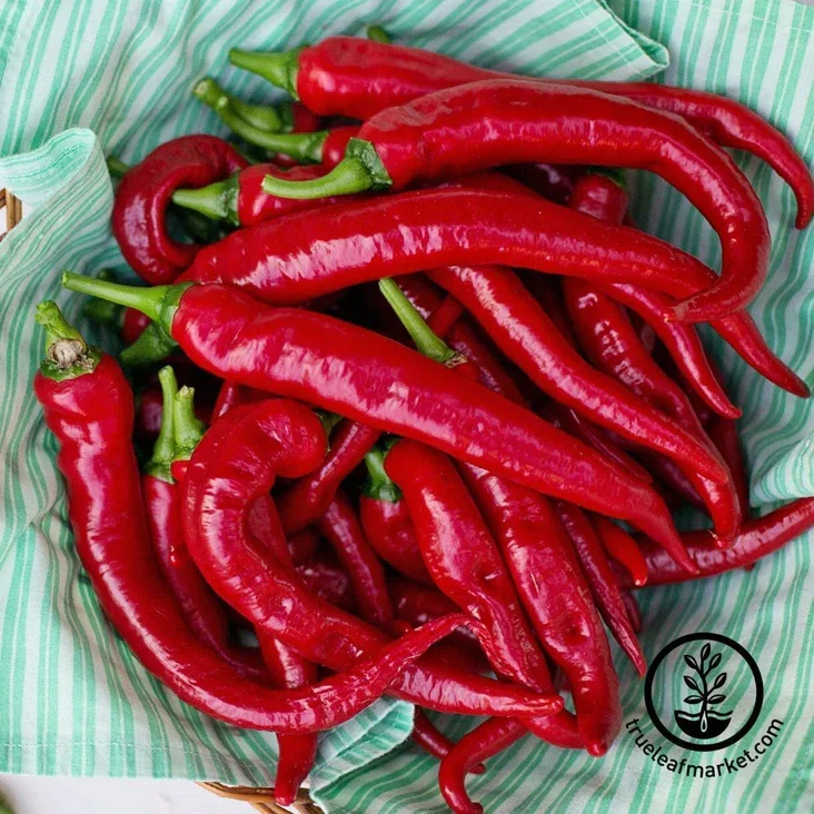 Cayenne Pepper.webp