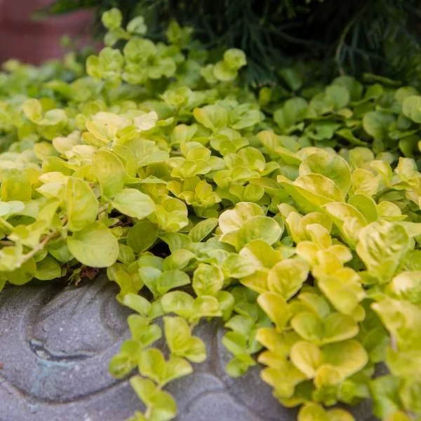 Creeping Jenny.jpg