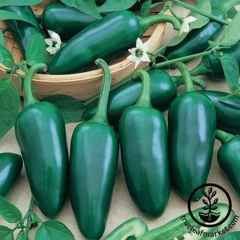 Jalapeno Gigantia.jpg