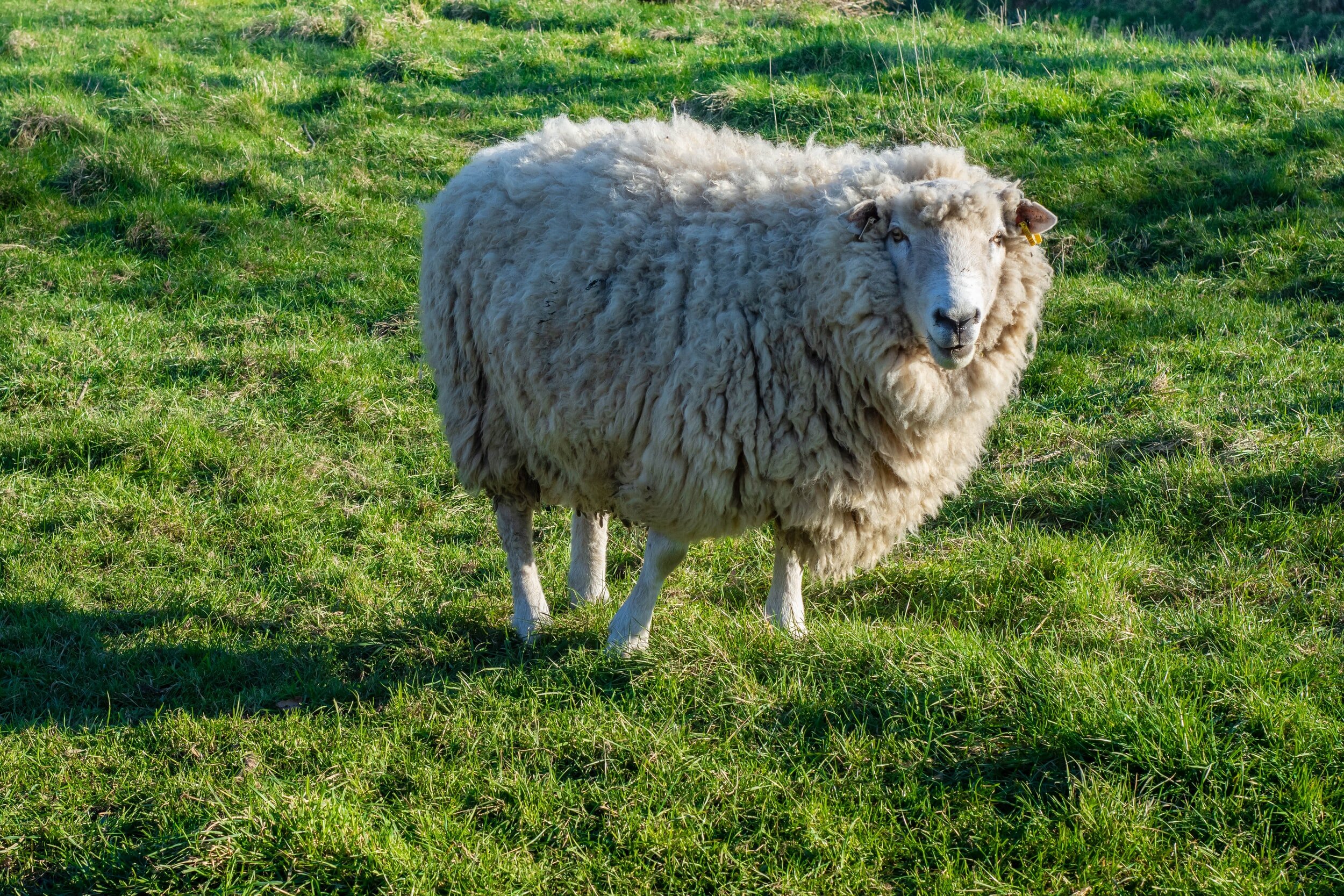 Купить алтайских овец. Алтайская тонкорунная порода овец. Тексель порода овец. Баран породы Тексель. Горноалтайская порода овец.