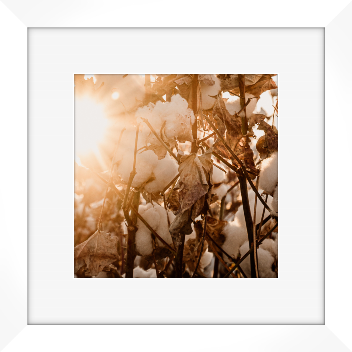 Fading Warmth