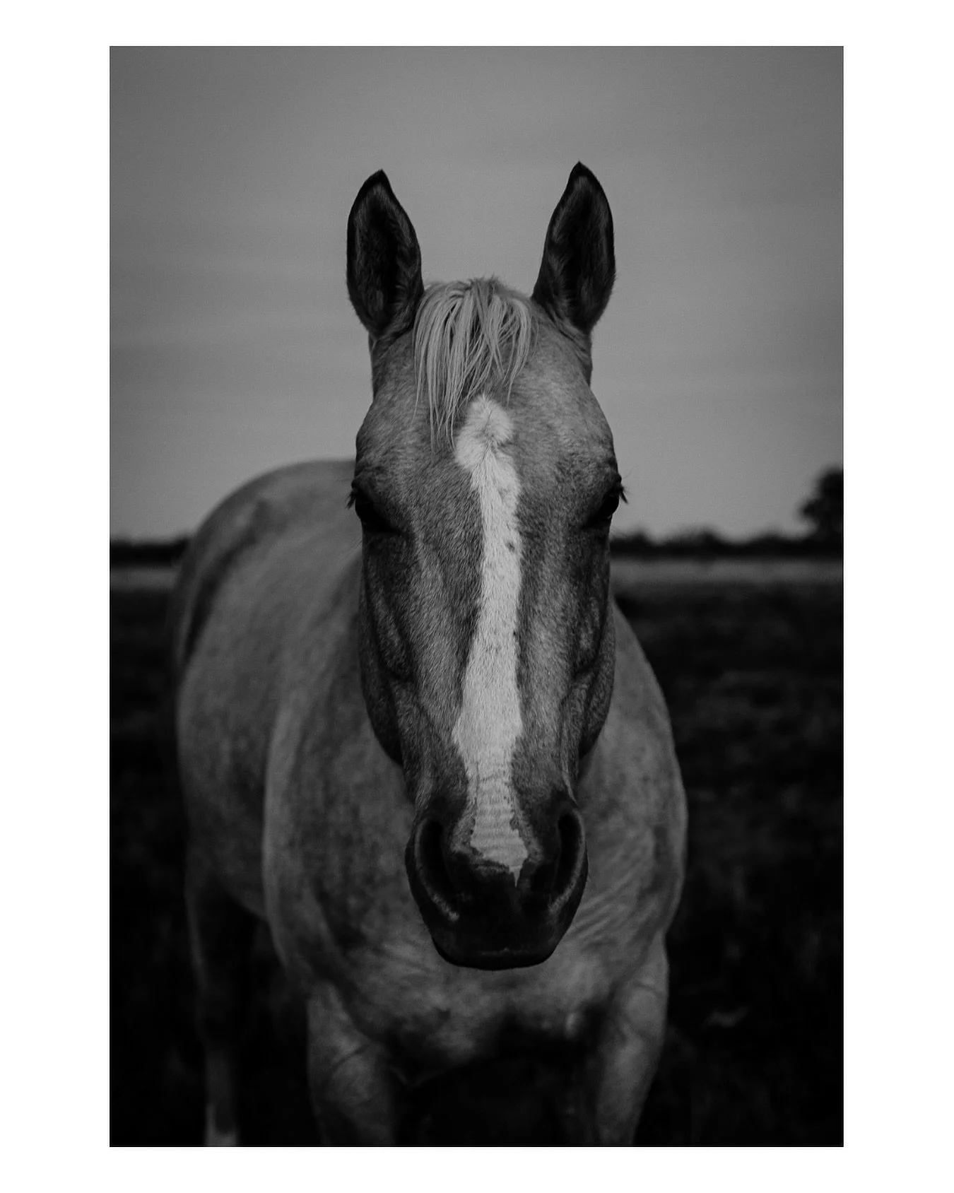 &lsquo;No hour of life is wasted that is spent in the saddle&rsquo; - Winston Churchill

Happy Birthday to our beautiful equine friends. 

#horsesbirthday #1staugust #thefarmersfriend #thefarmersfriendphotography #farmlifebestlife #equinephotographer