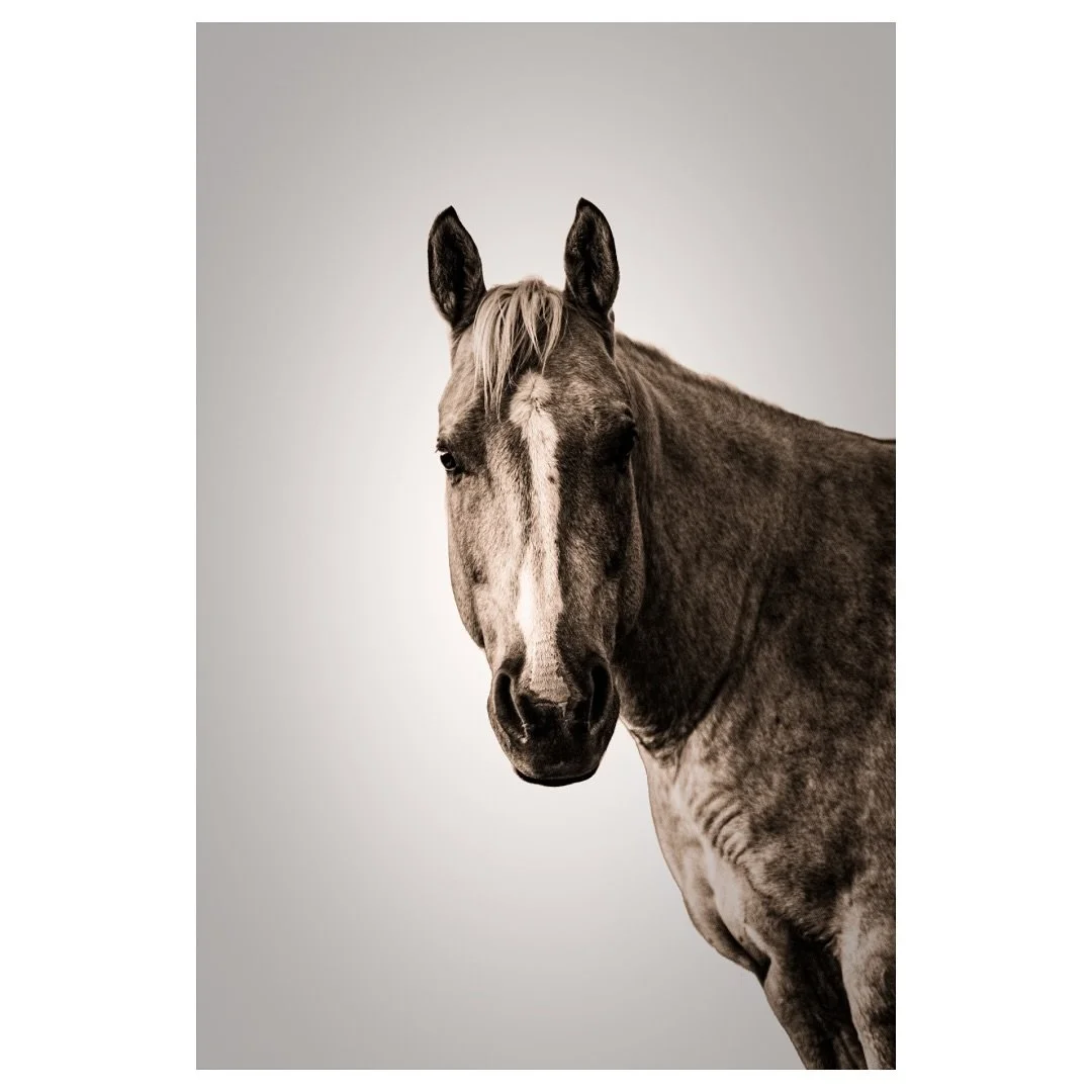 &quot;Blaze&quot; - Exciting new print coming soon! 

What size or frame color would you like to see?

#thefarmersfriendphotography #thefarmersfriend #fineartphotography #limitededition #limitededitionprints #goondiwindi #goondiwindiphotographer #equ