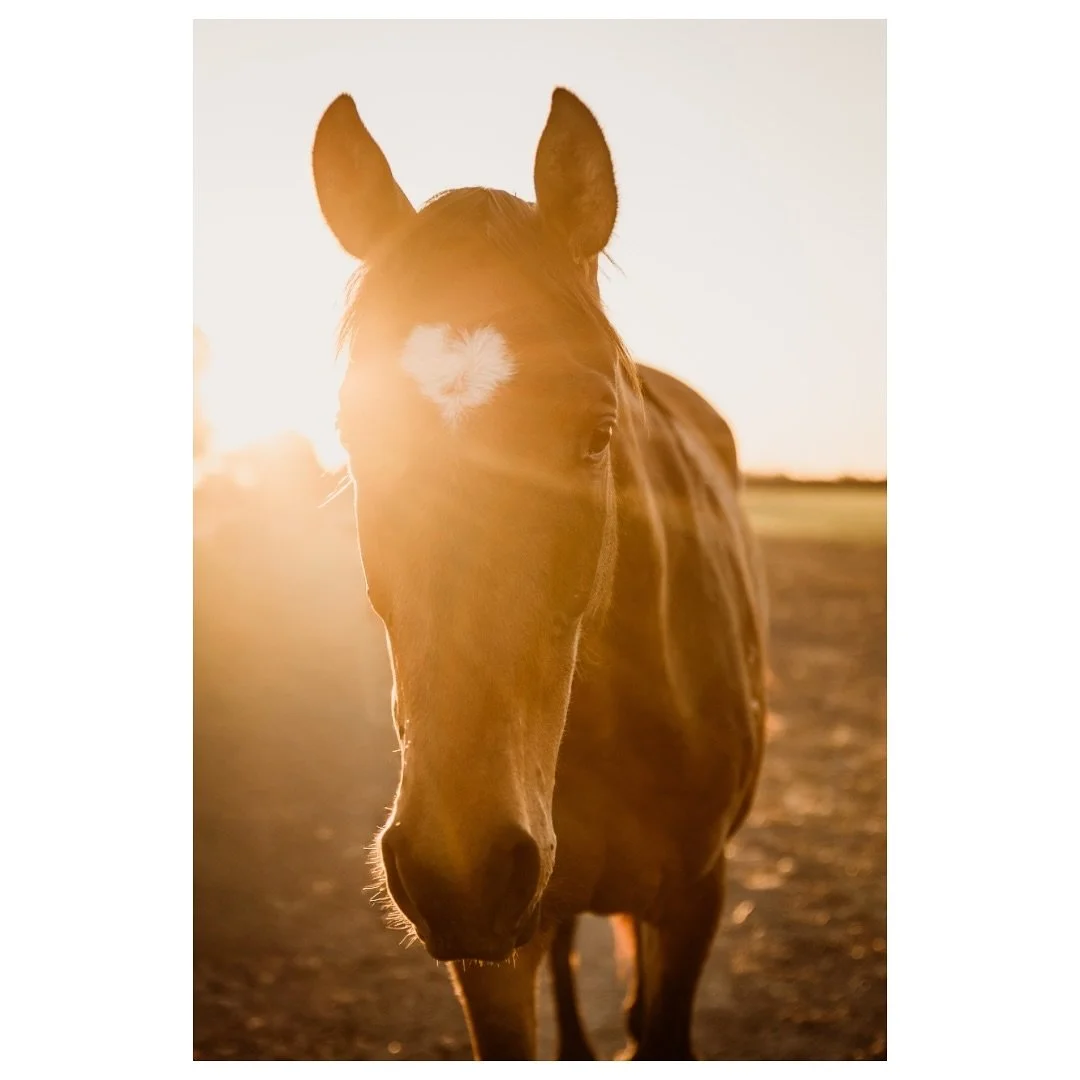 10 out of 10 recommend having neighbours that let you pop over and play with their ponies. 

Also can we talk about how cool this young gelding&rsquo;s star (heart lol) is?! 

#futurepolopony #thefarmersfriendphotography #thefarmersfriend #equinephot