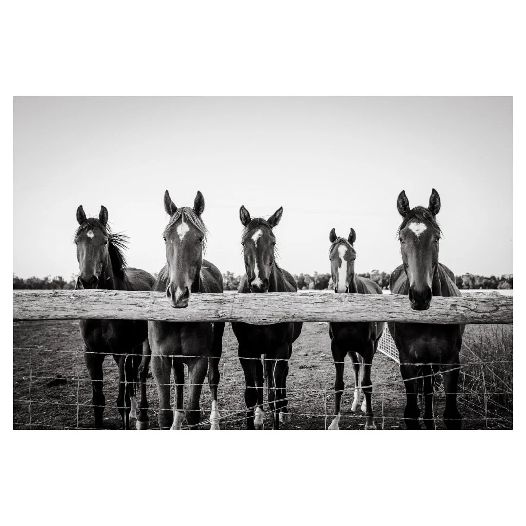 My best models work for pats not cash.

#thefarmersfriend #thefarmersfriendphotography #farmlifebestlife
#PoloPonies #EquinePhotography #HorsePhotographer
#FarmPhotography #CountryPhotography #RuralPhotography
#FarmLife #CountryLiving #AussieFarmLife