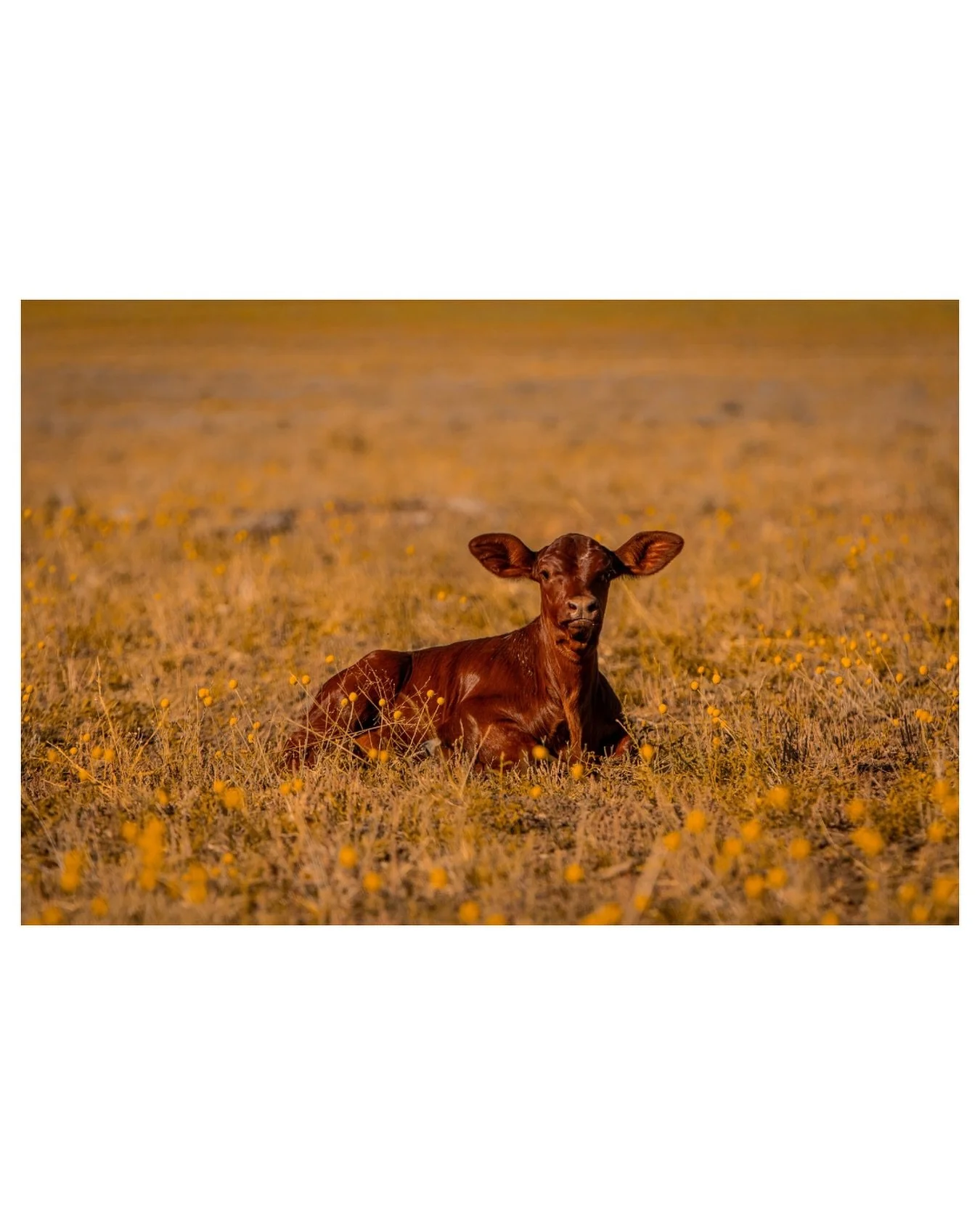 Yes I went out to take photos of harvest, but I think you&rsquo;ll agree with my choice to be &lsquo;team red&rsquo; on this occasion. 

#santagertrudiscalf #santagertrudis #santagertrudisaustralia #thefarmersfriendphotography #thefarmersfriend #farm