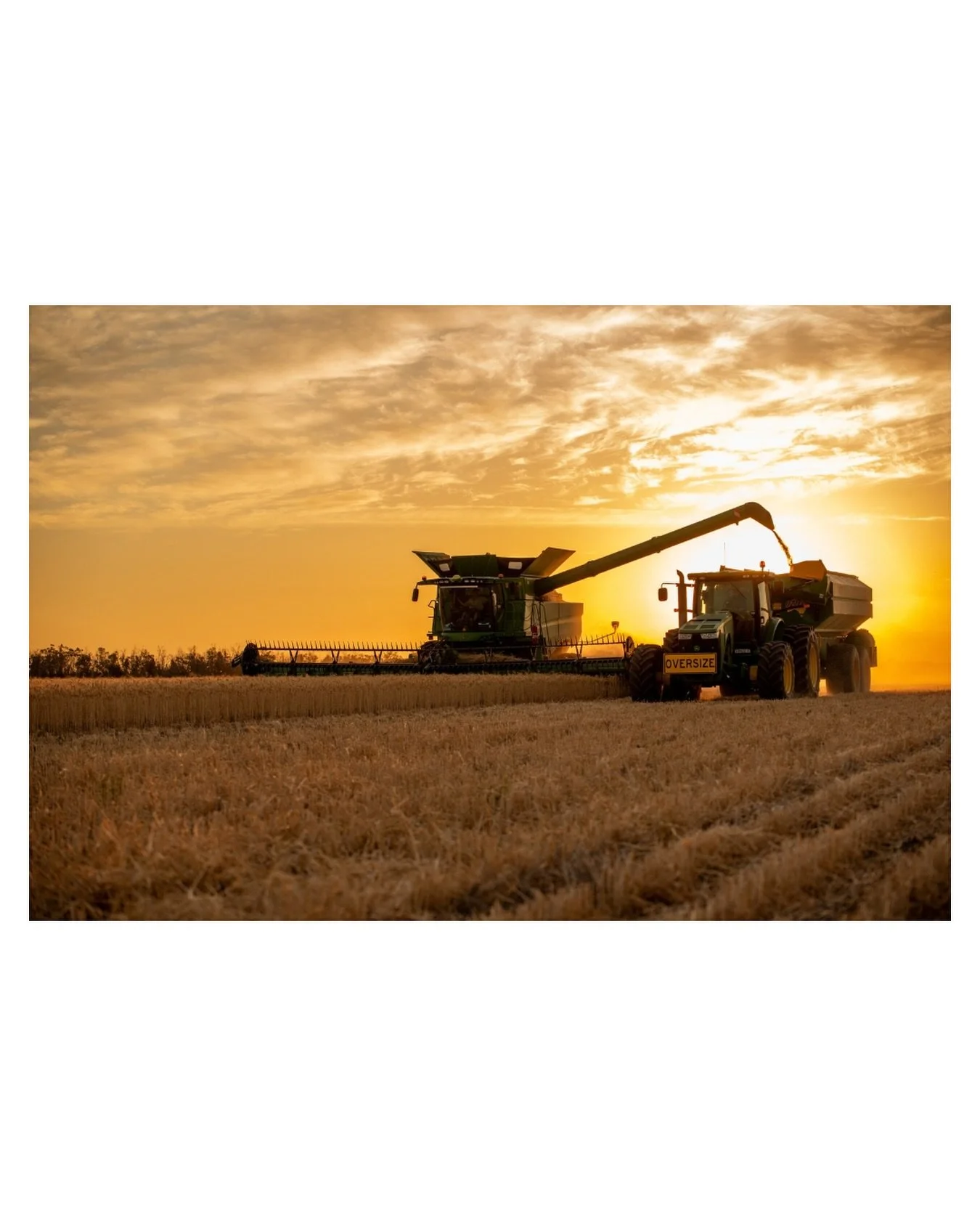 7 Headers
4 Chaser Bins
11 Trucks
2 farms down
1 to go
And an awesome support crew that keeps the team going the farms running in the background. 

#harvest2025 #farmerskeepthecountrygrowing #foodandfibre #thankafarmerforyournextmeal #winterharvest20
